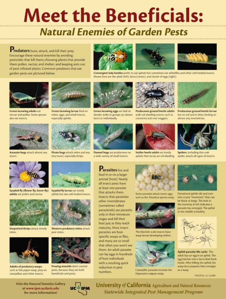 The Role Of Beneficial Insects In Your Garden The Role Of Beneficial Insects In Your Garden