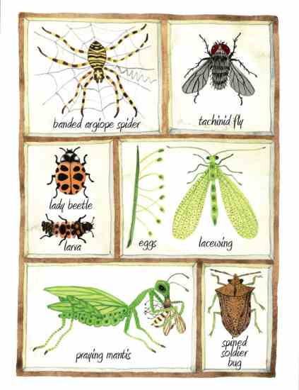 The Role Of Beneficial Insects In Your Garden The Role Of Beneficial Insects In Your Garden