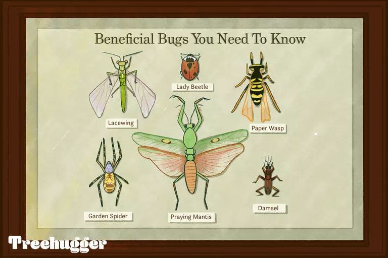 The Role Of Beneficial Insects In Your Garden The Role Of Beneficial Insects In Your Garden