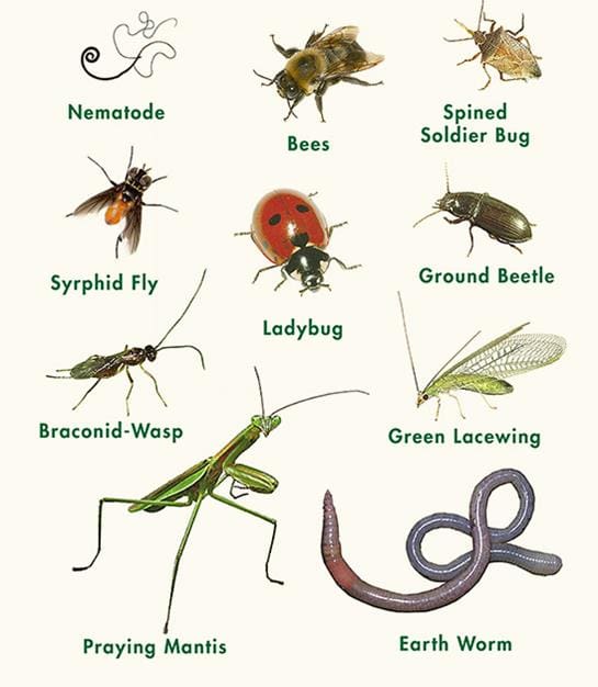 The Role Of Beneficial Insects In Your Garden The Role Of Beneficial Insects In Your Garden