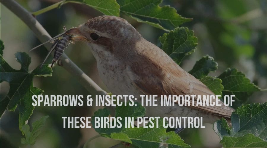 The Role Of Birds In Natural Pest Control The Role Of Birds In Natural Pest Control