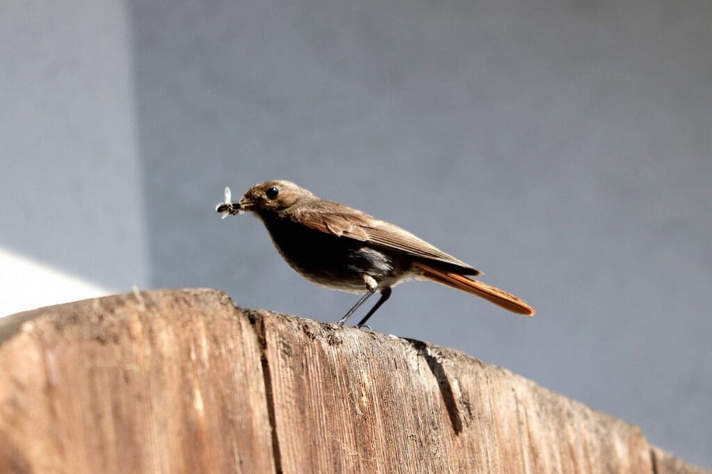 The Role Of Birds In Natural Pest Control The Role Of Birds In Natural Pest Control