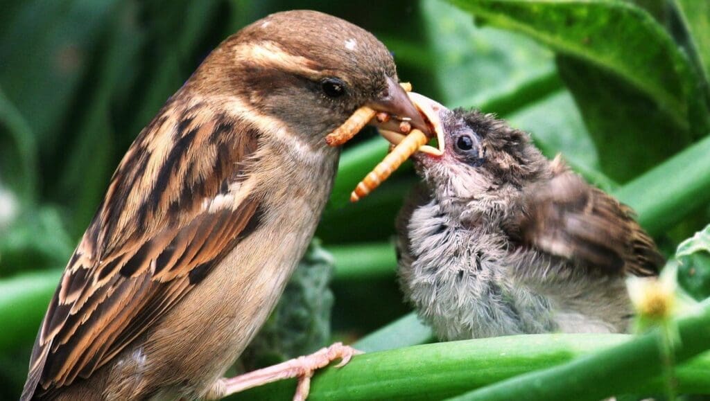 The Role Of Birds In Natural Pest Control The Role Of Birds In Natural Pest Control