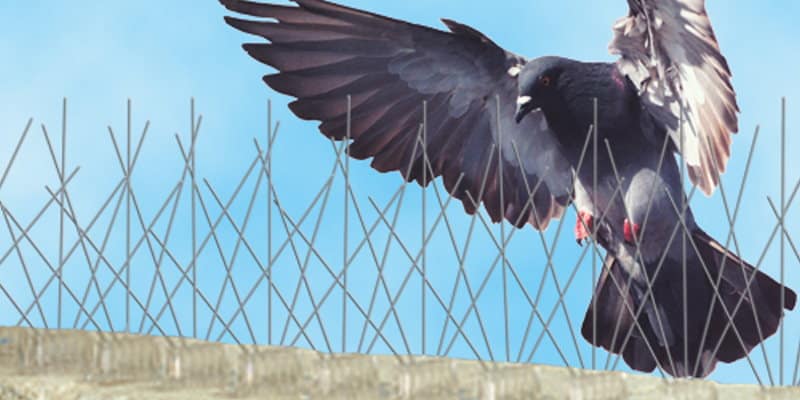 The Role Of Birds In Pest Control The Role Of Birds In Pest Control