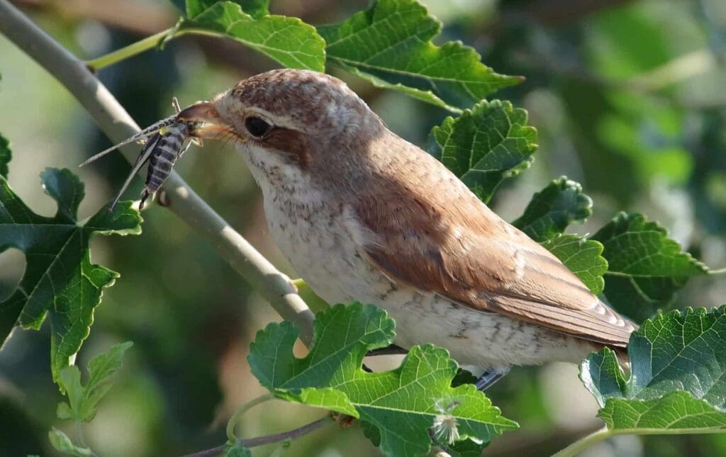 The Role Of Birds In Pest Management The Role Of Birds In Pest Management