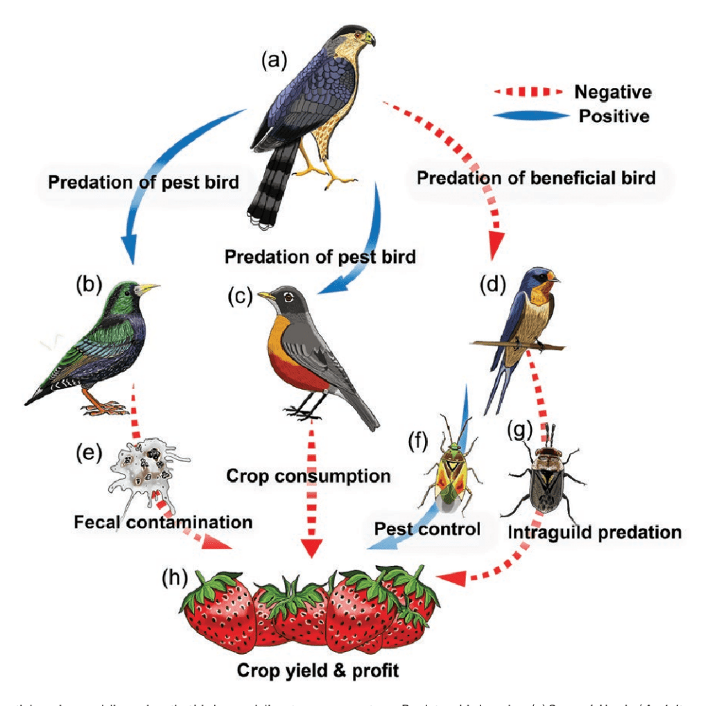 The Role Of Birds In Pest Management The Role Of Birds In Pest Management