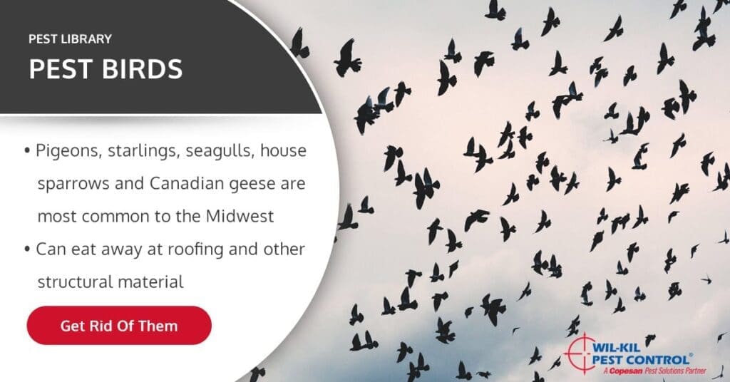 The Role Of Birds In Pest Management The Role Of Birds In Pest Management