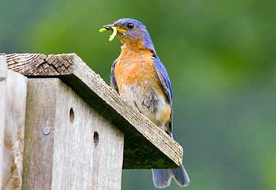 The Role Of Birds In Pest Management The Role Of Birds In Pest Management