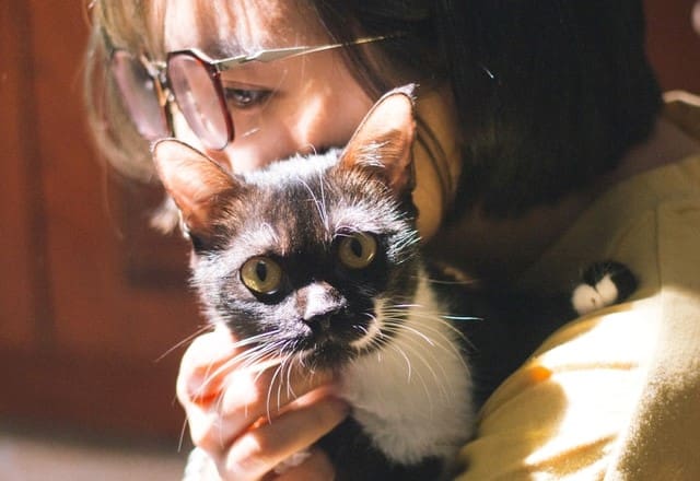 The Role Of Cats During Pest Control: Safety Tips The Role Of Cats During Pest Control: Safety Tips