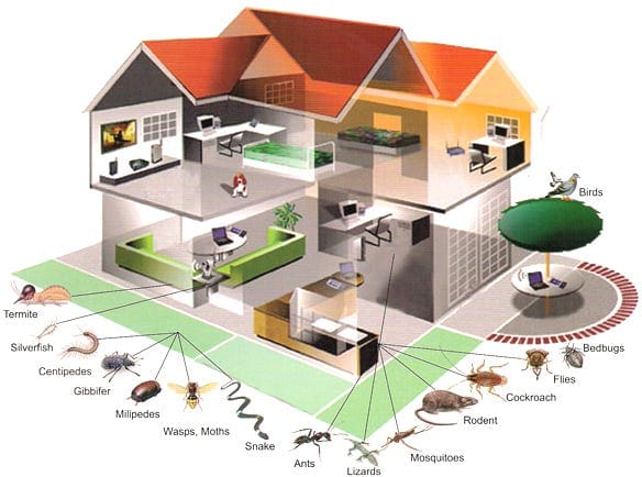 The Role Of Cats During Pest Control: Safety Tips The Role Of Cats During Pest Control: Safety Tips