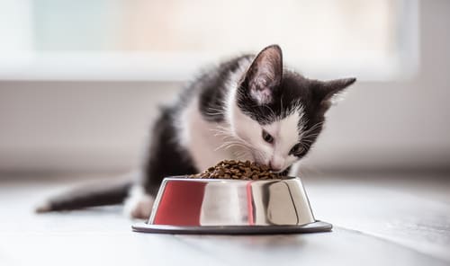 The Role Of Cats During Pest Control: Safety Tips The Role Of Cats During Pest Control: Safety Tips
