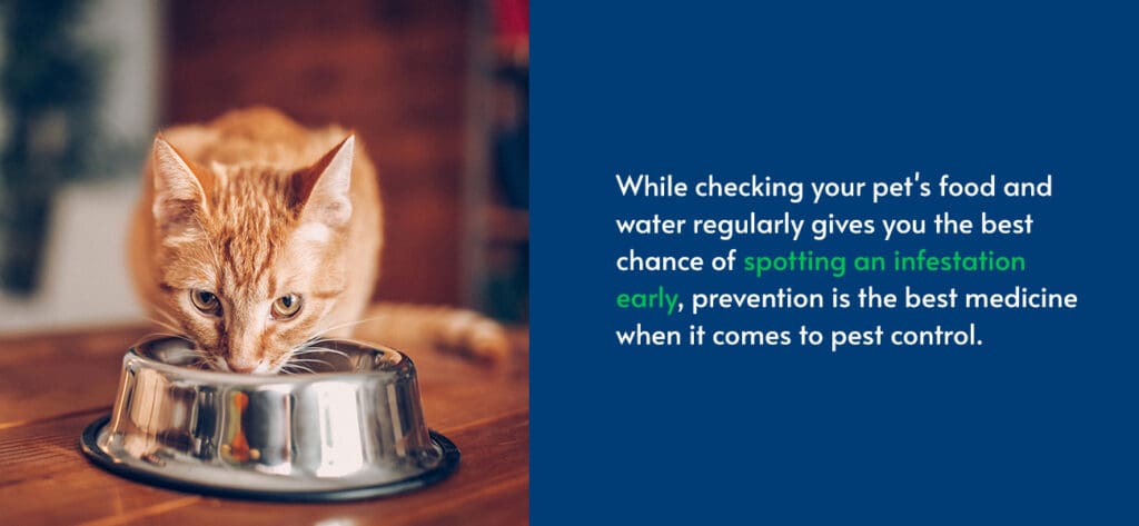 The Role Of Cats During Pest Control: Safety Tips The Role Of Cats During Pest Control: Safety Tips