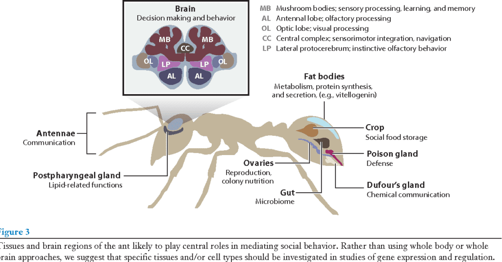 The Role Of Genetics In Pest Behavior