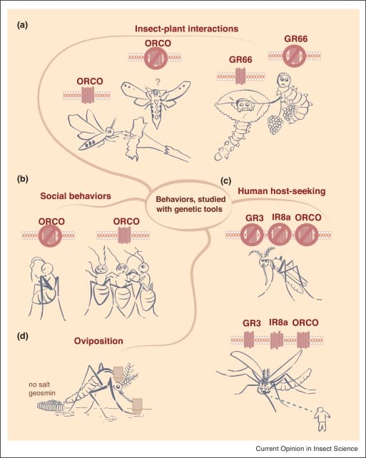 The Role Of Genetics In Pest Behavior
