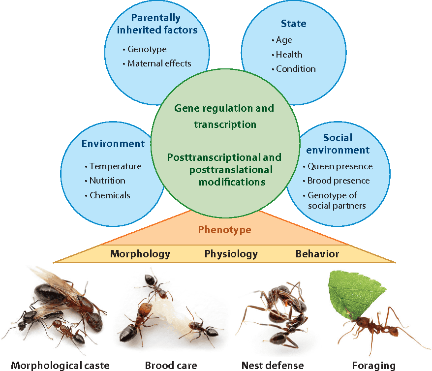The Role Of Genetics In Pest Behavior