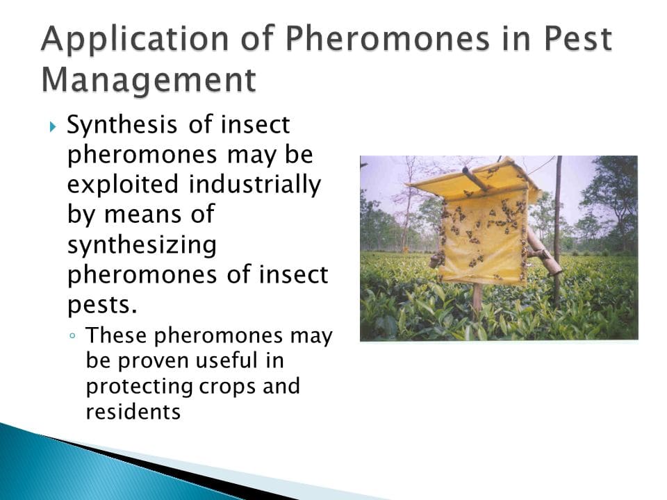 The Role Of Pheromones In Pest Control The Role Of Pheromones In Pest Control