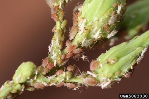 The Role Of Soil Health In Preventing Pest Infestations The Role Of Soil Health In Preventing Pest Infestations