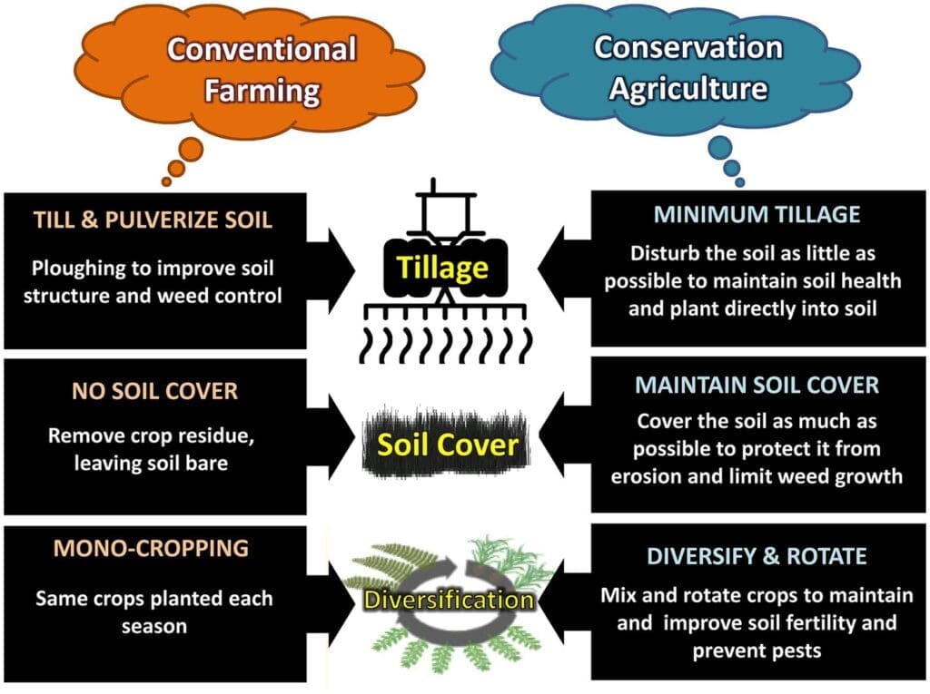 The Role Of Soil Health In Preventing Pest Infestations The Role Of Soil Health In Preventing Pest Infestations