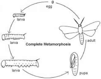 The Science Behind Insect Reproduction And Growth The Science Behind Insect Reproduction And Growth