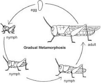 The Science Behind Insect Reproduction And Growth The Science Behind Insect Reproduction And Growth