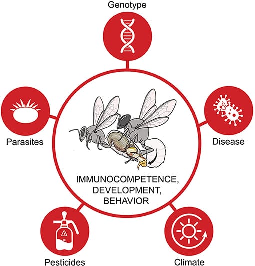 The Science Behind Insect Reproduction And Growth The Science Behind Insect Reproduction And Growth