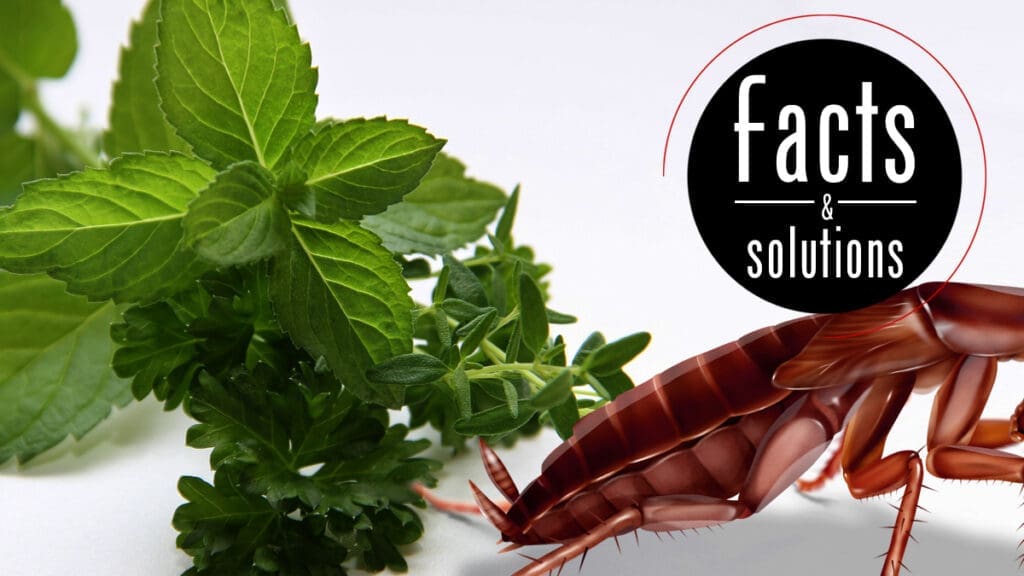 The Science Behind Natural Roach Repellents The Science Behind Natural Roach Repellents