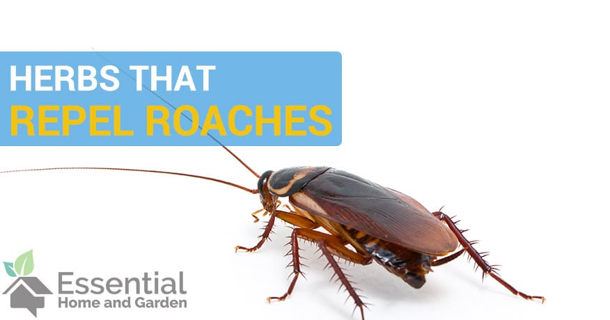 The Science Behind Natural Roach Repellents The Science Behind Natural Roach Repellents