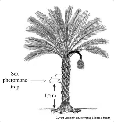 The Science Behind Pheromone Traps The Science Behind Pheromone Traps