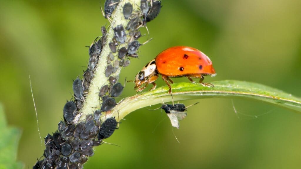 The Science Of Biological Pest Control The Science Of Biological Pest Control