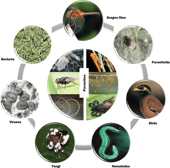 The Science Of Biological Pest Control The Science Of Biological Pest Control