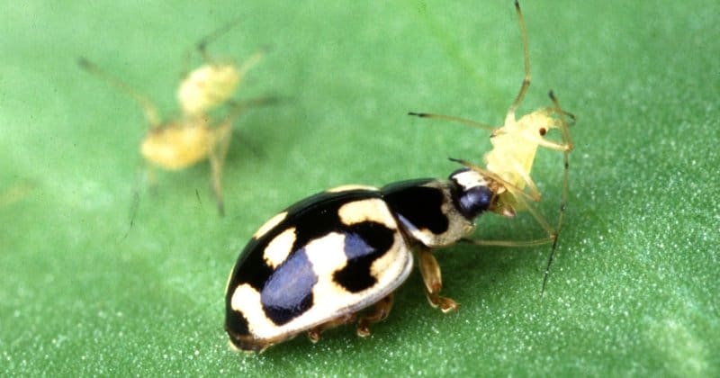 The Science Of Biological Pest Control The Science Of Biological Pest Control