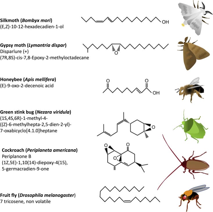 The Science Of Pheromones In Pest Control The Science Of Pheromones In Pest Control