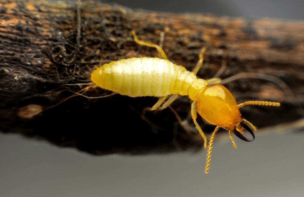 The Silent Destroyers: Termites And Their Habits The Silent Destroyers: Termites And Their Habits