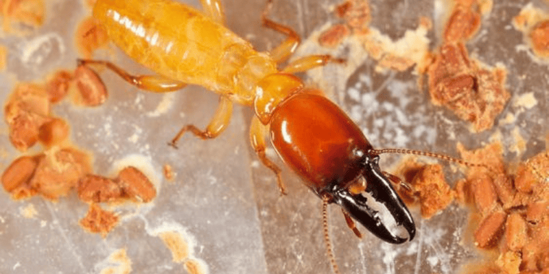 The Silent Destroyers: Termites And Their Habits The Silent Destroyers: Termites And Their Habits