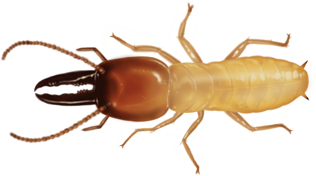 The Silent Destroyers: Termites And Their Habits The Silent Destroyers: Termites And Their Habits