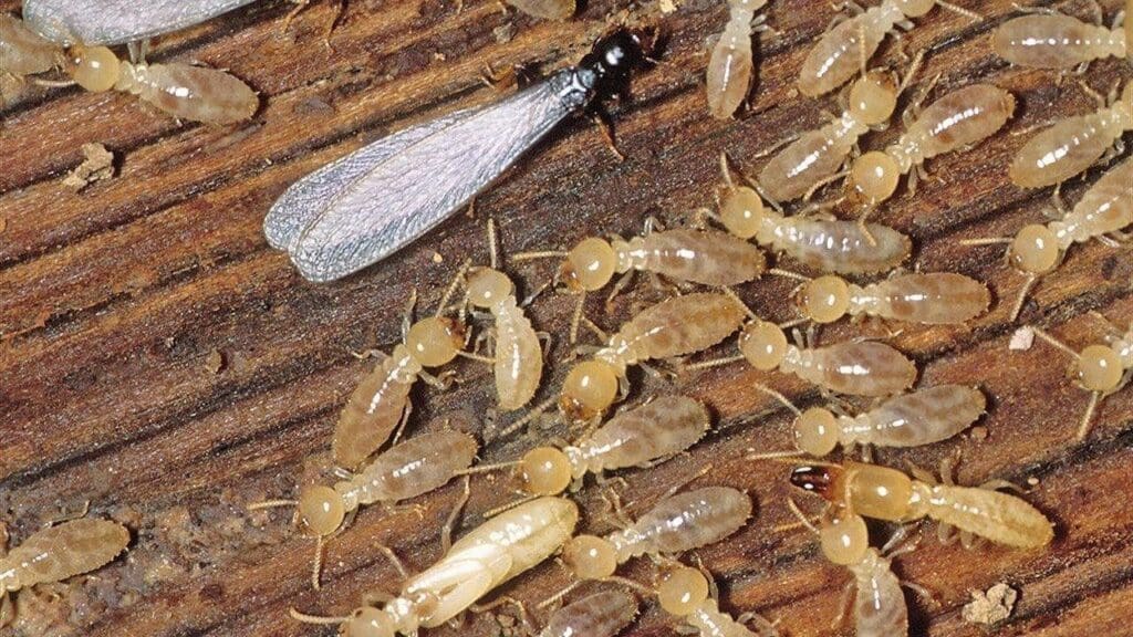 The Silent Destroyers: Termites And Their Habits The Silent Destroyers: Termites And Their Habits