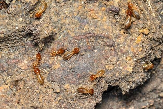 The Silent Invaders: Understanding Stealthy Pests The Silent Invaders: Understanding Stealthy Pests