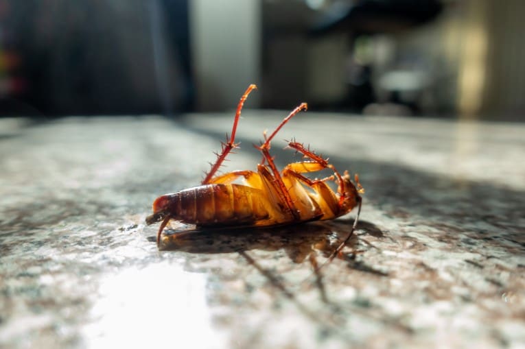 The Silent Invaders: Understanding Stealthy Pests The Silent Invaders: Understanding Stealthy Pests
