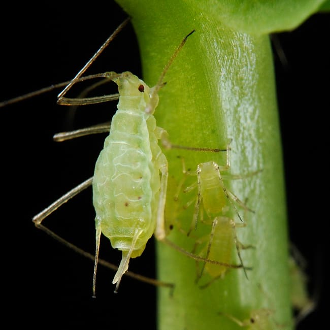 The Silent Invaders: Understanding Stealthy Pests The Silent Invaders: Understanding Stealthy Pests