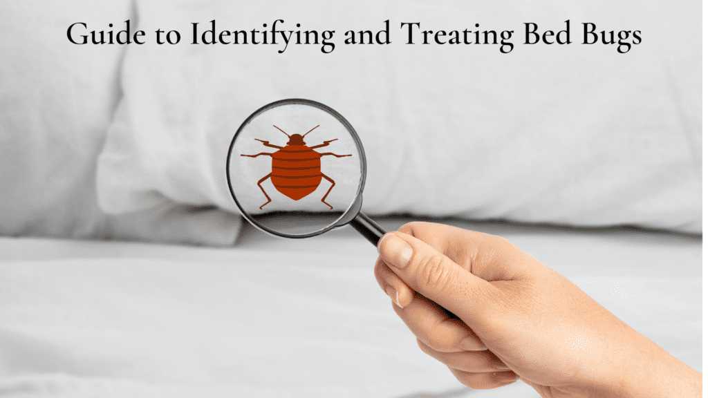 The Ultimate Guide To Bedbug Treatment And Prevention The Ultimate Guide To Bedbug Treatment And Prevention