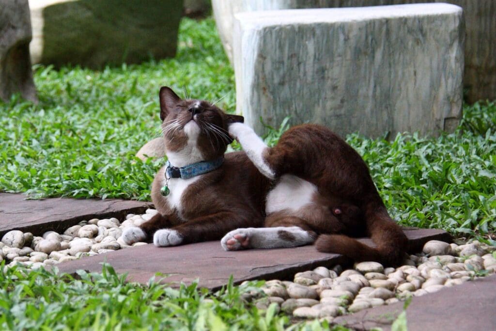 The Ultimate Guide To Flea Control For Pet Owners The Ultimate Guide To Flea Control For Pet Owners