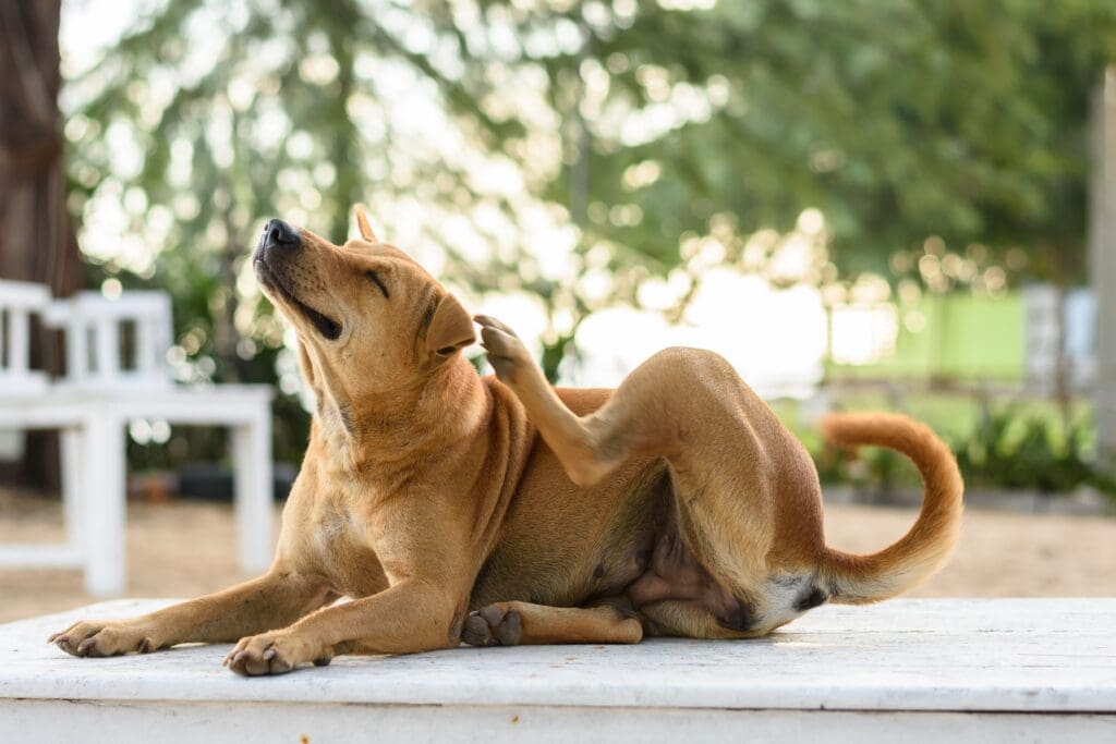 The Ultimate Guide To Flea Control For Pet Owners The Ultimate Guide To Flea Control For Pet Owners