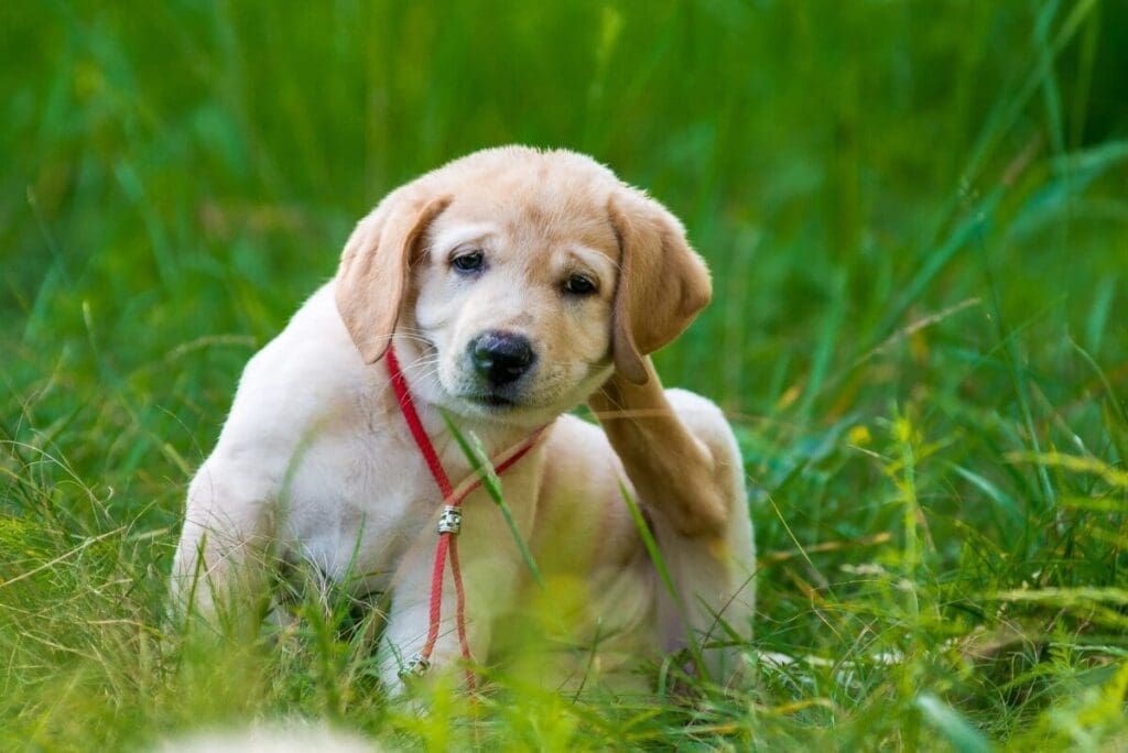 The Ultimate Guide To Flea Control For Pet Owners The Ultimate Guide To Flea Control For Pet Owners