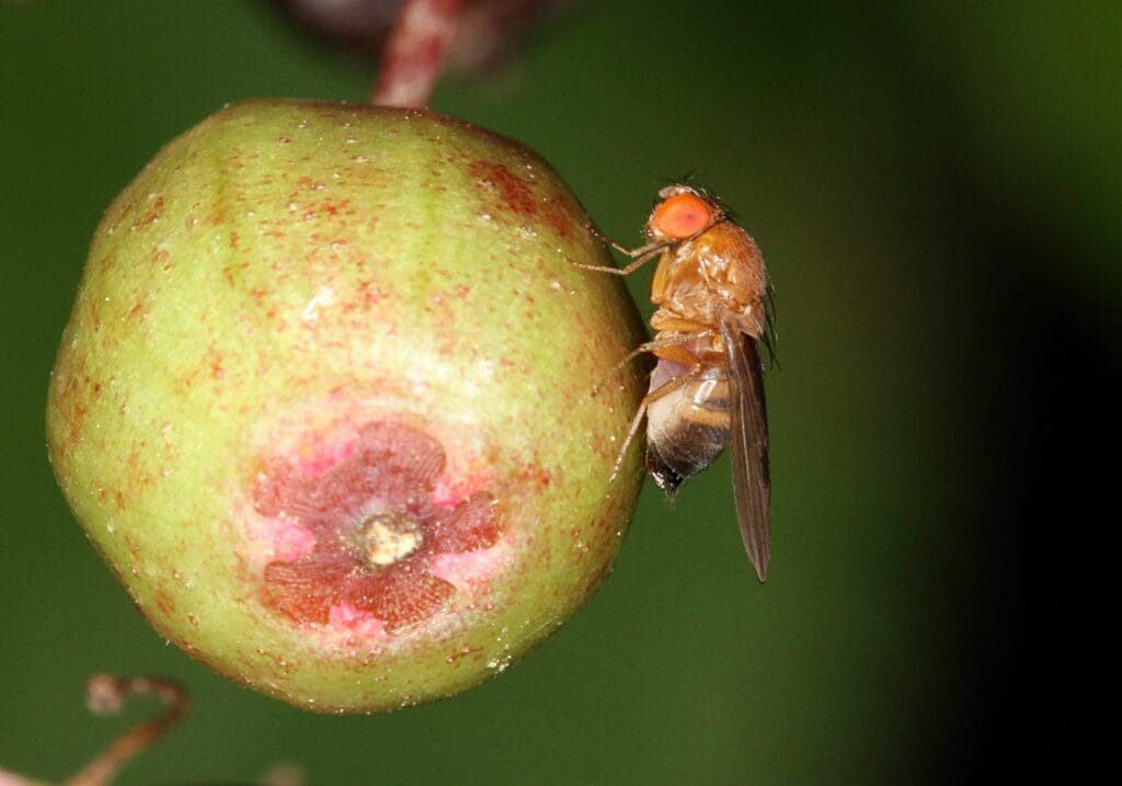 The Unseen Dangers Of Fruit Fly Infestations The Unseen Dangers Of Fruit Fly Infestations
