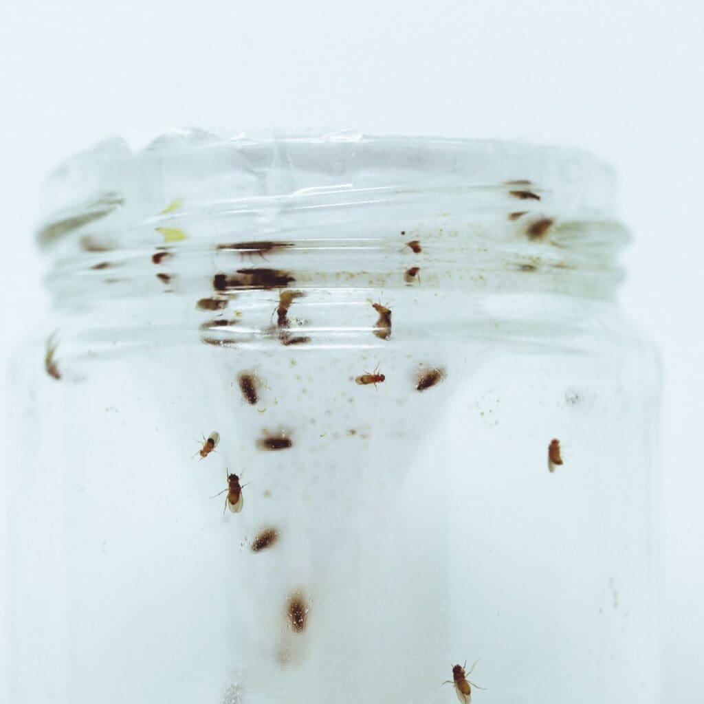 The Unseen Dangers Of Fruit Fly Infestations The Unseen Dangers Of Fruit Fly Infestations