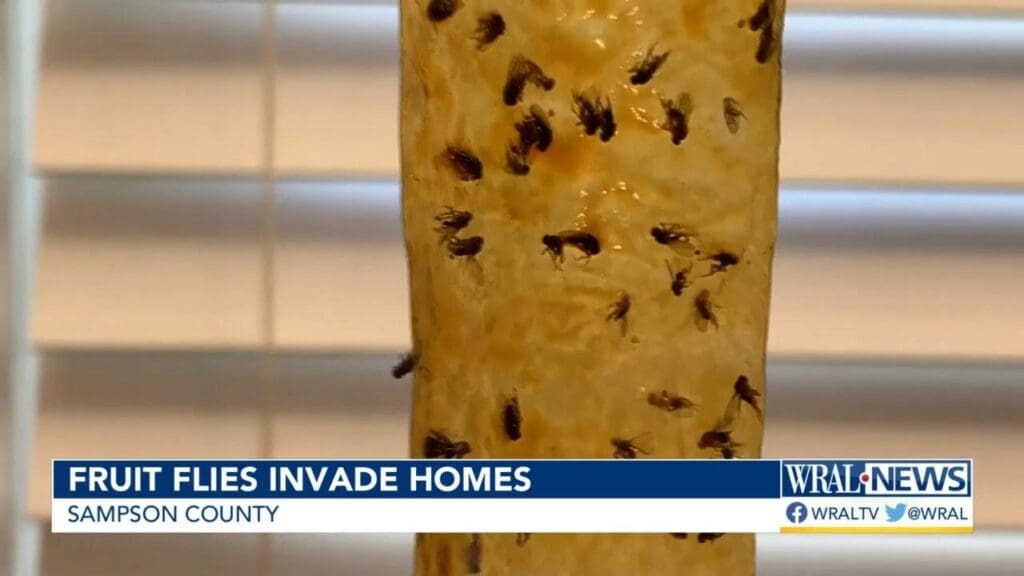 The Unseen Dangers Of Fruit Fly Infestations The Unseen Dangers Of Fruit Fly Infestations