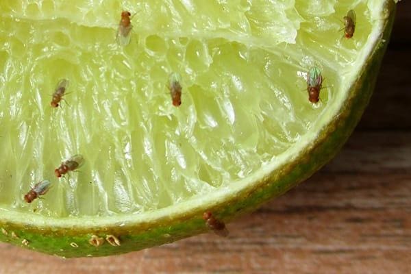 The Unseen Dangers Of Fruit Fly Infestations The Unseen Dangers Of Fruit Fly Infestations