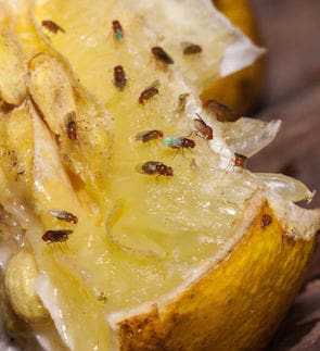 The Unseen Dangers Of Fruit Fly Infestations The Unseen Dangers Of Fruit Fly Infestations