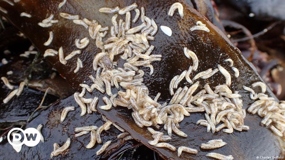The World Of Aquatic Pests
