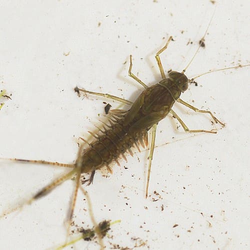 The World Of Aquatic Pests: Identification And Control The World Of Aquatic Pests: Identification And Control